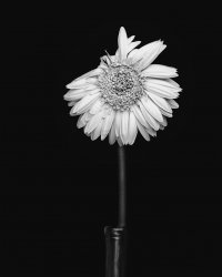 Bloem004_Super.jpg